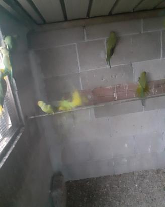 Parrocchetti dal collare