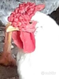 Galli e galline americani con cresta a rosa