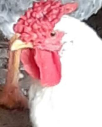 Galli e galline americani con cresta a rosa
