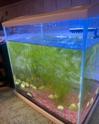 Acquario completo