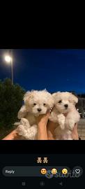 Maltese cuccioli