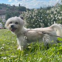 ? Maltese 5 anni, taglia piccola, carattere affet