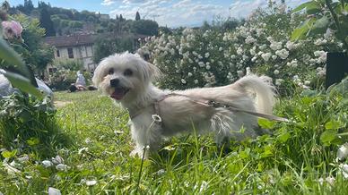 ? Maltese 5 anni, taglia piccola, carattere affet