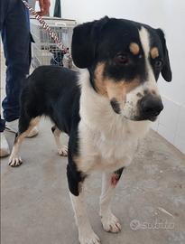 Pablo mix perfetto di dolcezza e simpatia