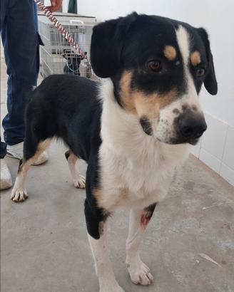 Pablo mix perfetto di dolcezza e simpatia