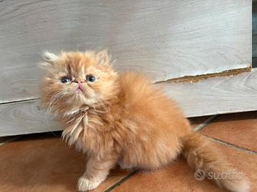 Dolcissimi cuccioli di gatto Persiano