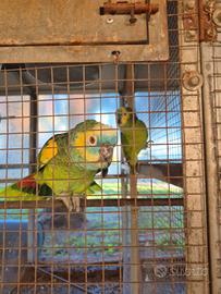 Pappagalli parlanti sicilia