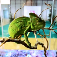 Camaleonte calyptratus