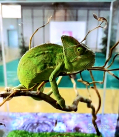 Camaleonte calyptratus