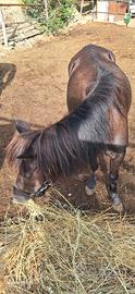 pony femmina 