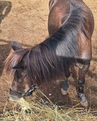 pony femmina 