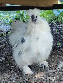 Gallo e Gallina Moroseta
