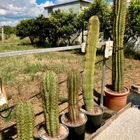 Cactus piante grasse giardino roccioso