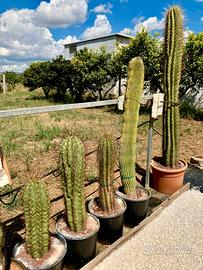 Cactus piante grasse giardino roccioso