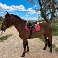 ? Pony Irlandese - Brava, vincente e adatta