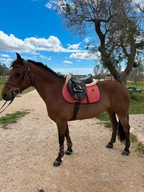 ? Pony Irlandese - Brava, vincente e adatta