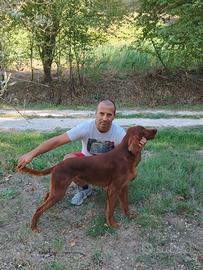Maschio setter