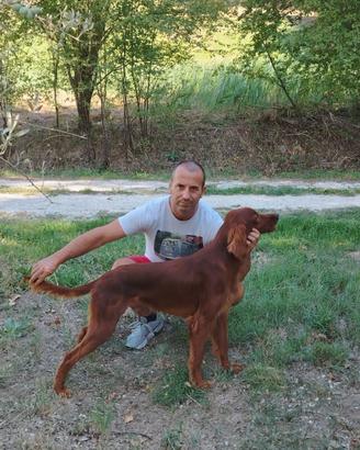Maschio setter