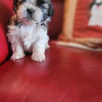 Shih-tzu cuccioli