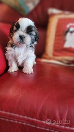 Shih-tzu cuccioli