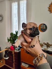 Bulldog francese