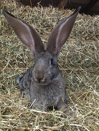 Gigante delle Fiandre maschio