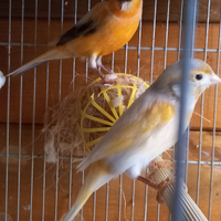 Canarini arlechino portoghese