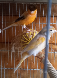 Canarini arlechino portoghese