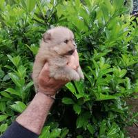 Cucciole volpino di pomerania con pedigree e