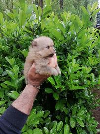 Cucciole di volpino di Pomerania con pedigree