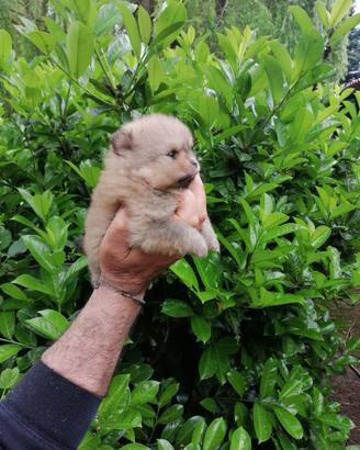 Cucciole di volpino di Pomerania con pedigree