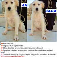 Cuccioli in canile