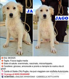 Cuccioli in canile