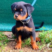 Cucciola rottweiler