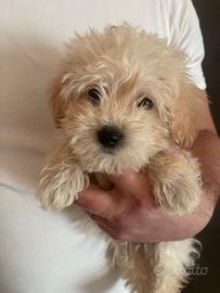Maltipoo