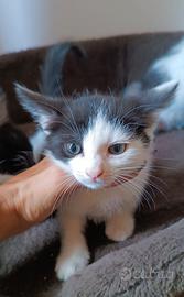 Gattine due mesi
