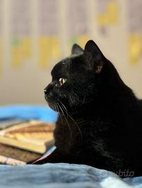 Gatto British Shorthair da accoppiamento