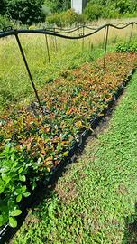 Talee di Photinia