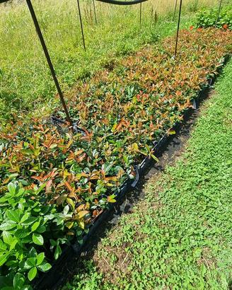 Talee di Photinia