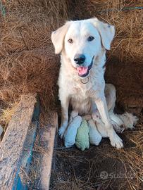 Cucciolo maremmano abruzzese