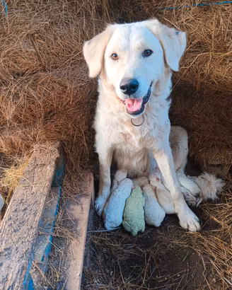 Cucciolo maremmano abruzzese