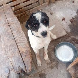mix lagotto