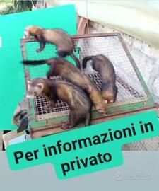 Furetti