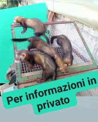 Furetti