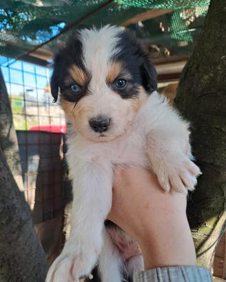 Cuccioli di pastore australiano