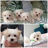 Cuccioli maltese maschi
