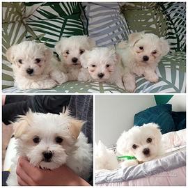 Cuccioli maltese maschi