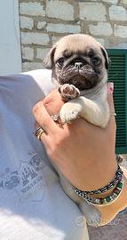 Cuccioli di Carlino con Pedigree