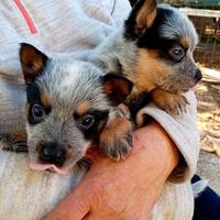 Cuccioli di AUSTRALIAN CATTLE DOG