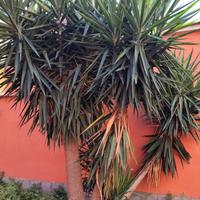 pianta Yucca Tronchetto della Felicità